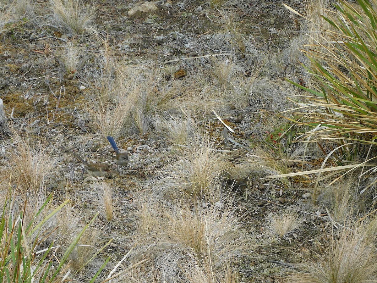 Superb Fairywren - George Vaughan