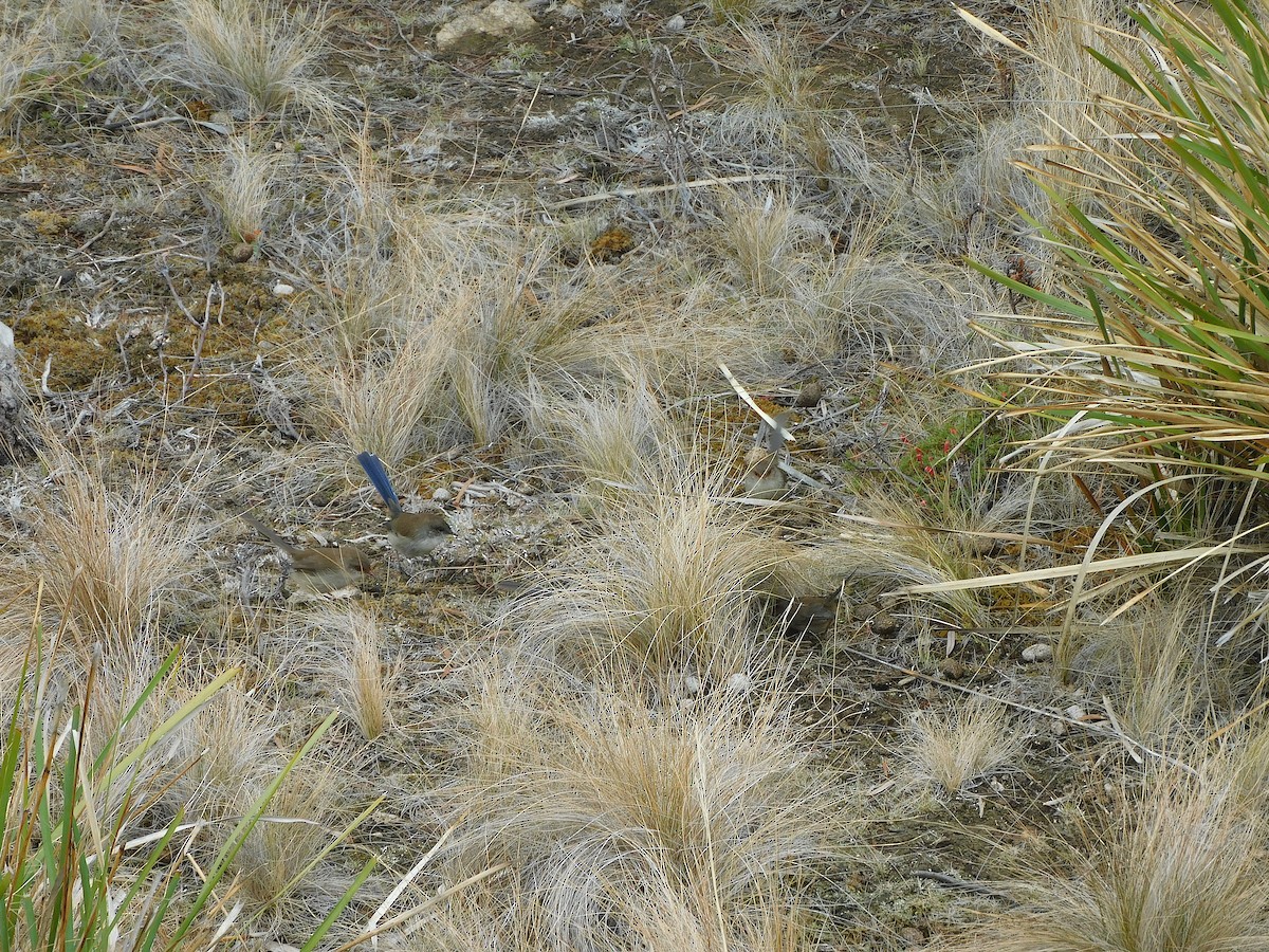 Superb Fairywren - ML617415221