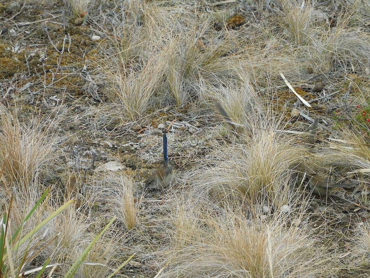 Superb Fairywren - ML617415222