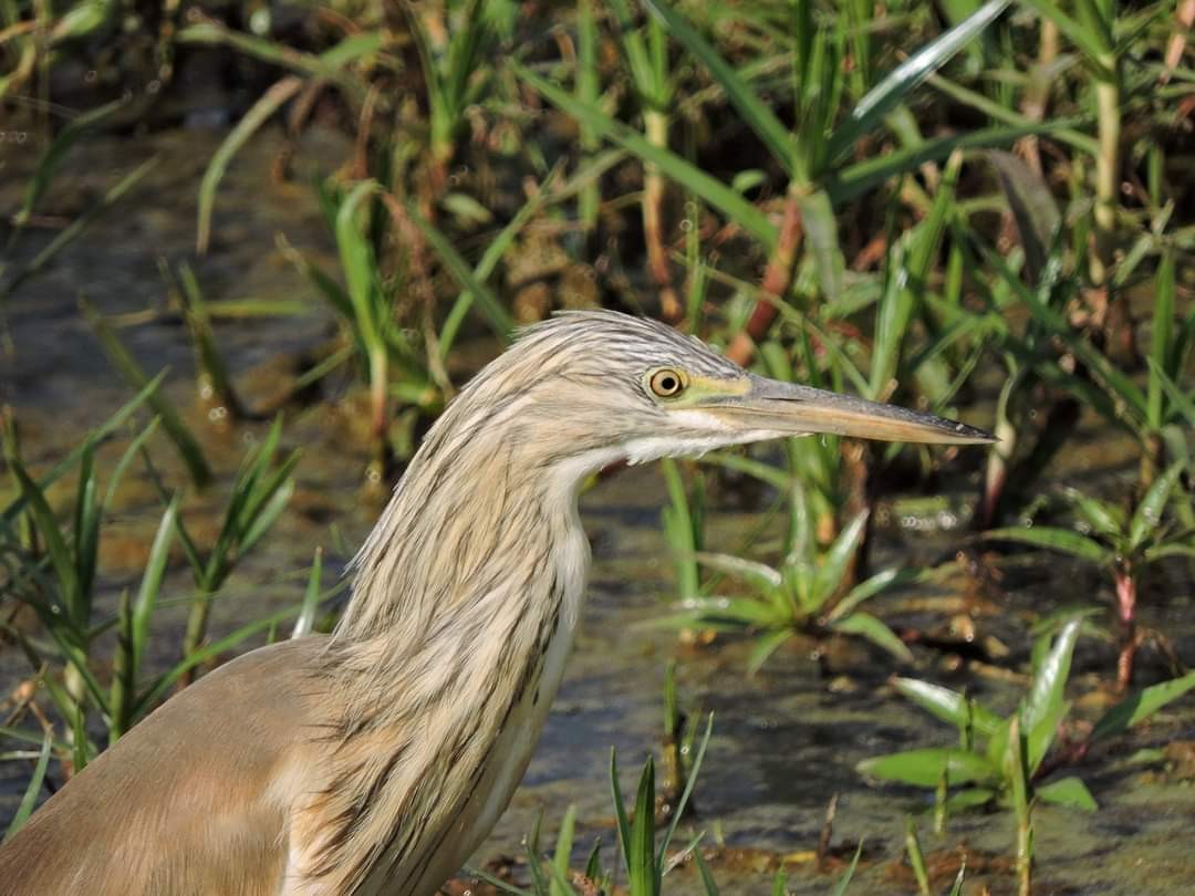 Squacco Heron - Alex Trollope