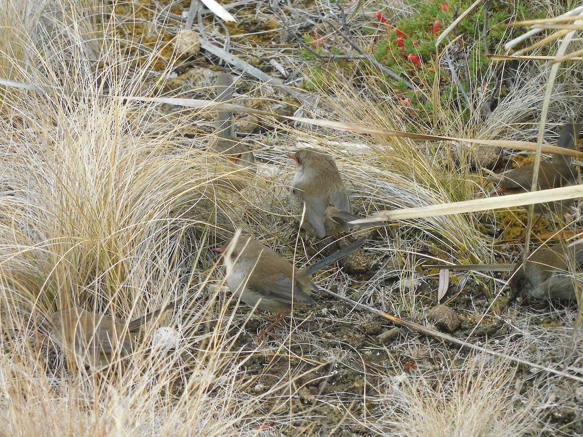 Superb Fairywren - ML617415256