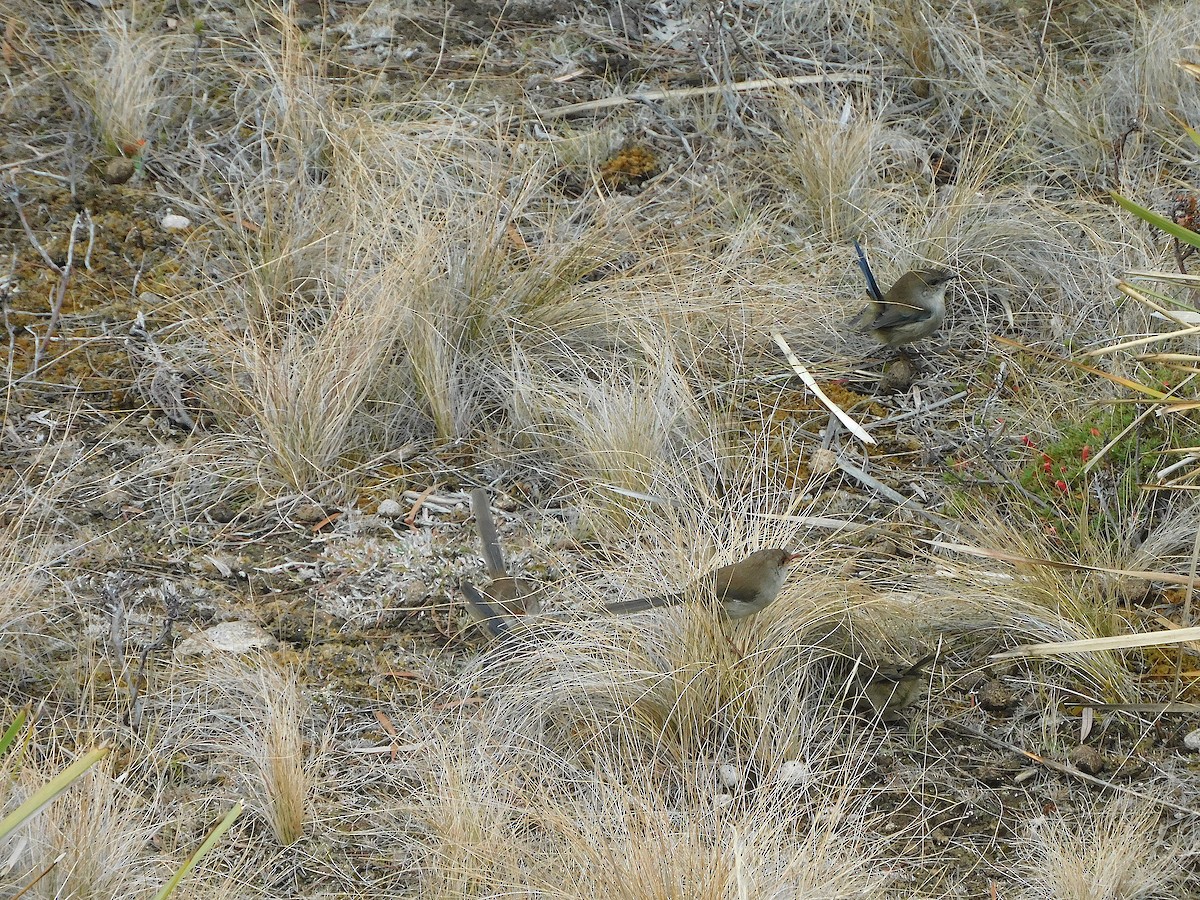 Superb Fairywren - ML617415257