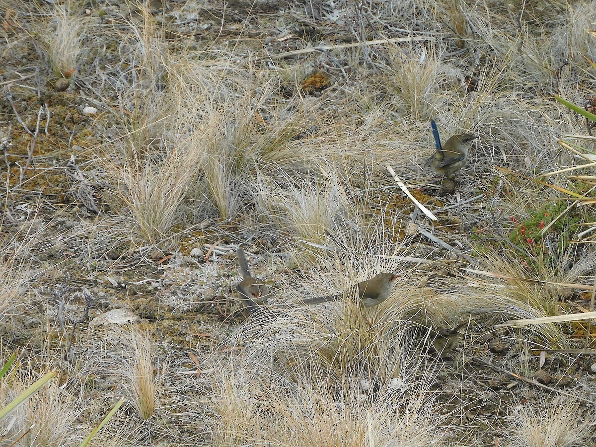 Superb Fairywren - ML617415259