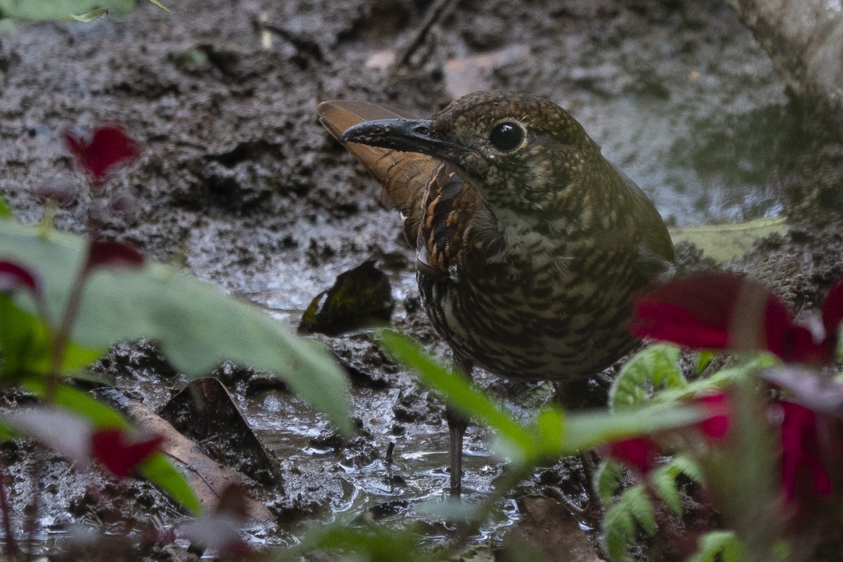 Nilgiri Thrush - ML617415268