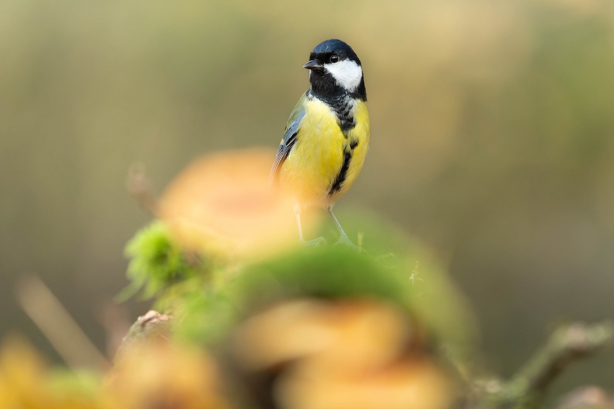 Great Tit - Piet Grasmaijer