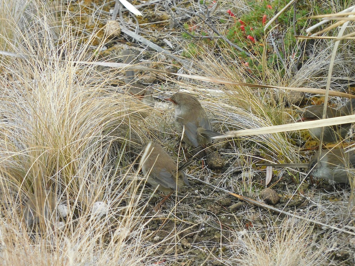 Superb Fairywren - ML617415275