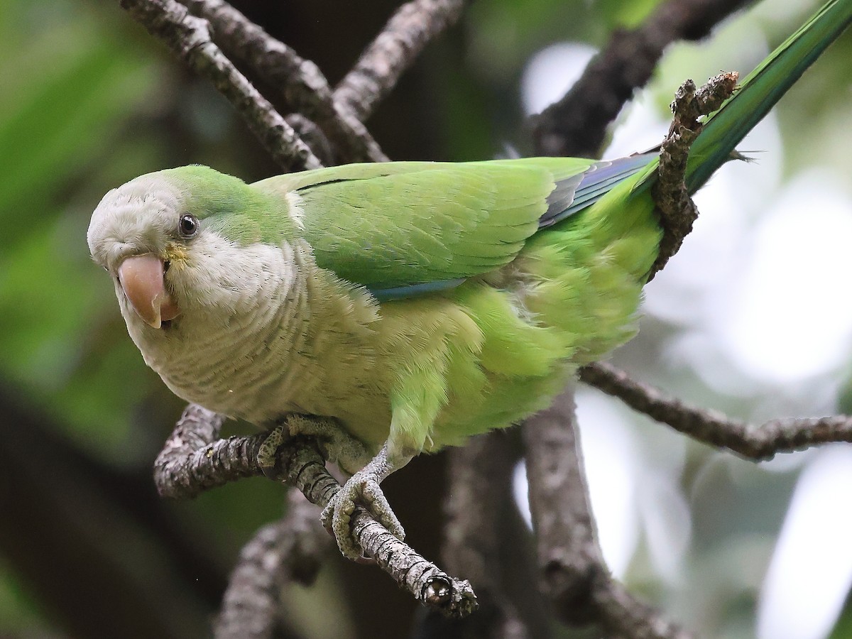 Monk Parakeet - ML617415277