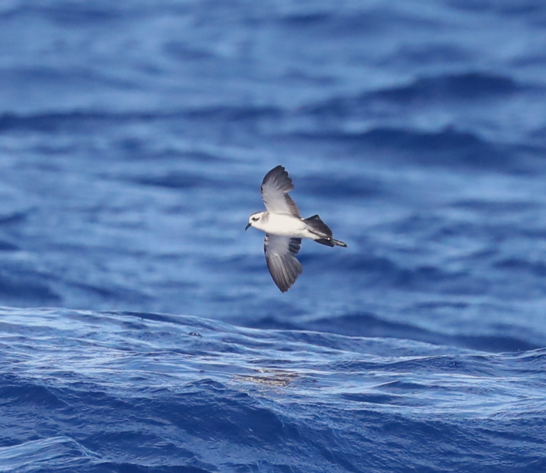 White-faced Storm-Petrel - Steven Edwards