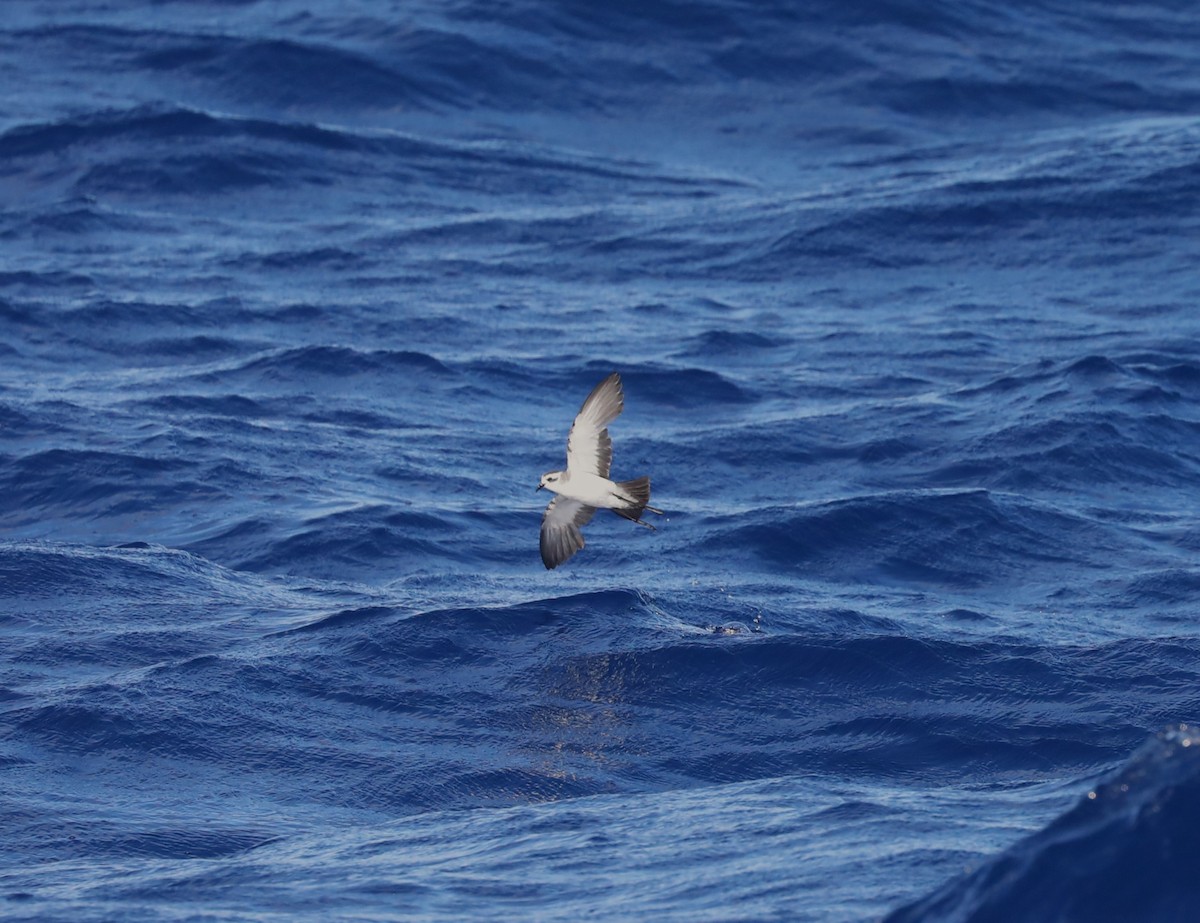 White-faced Storm-Petrel - Steven Edwards