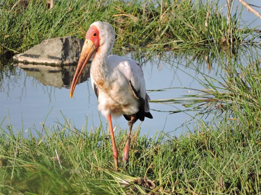 Yellow-billed Stork - Alex Trollope