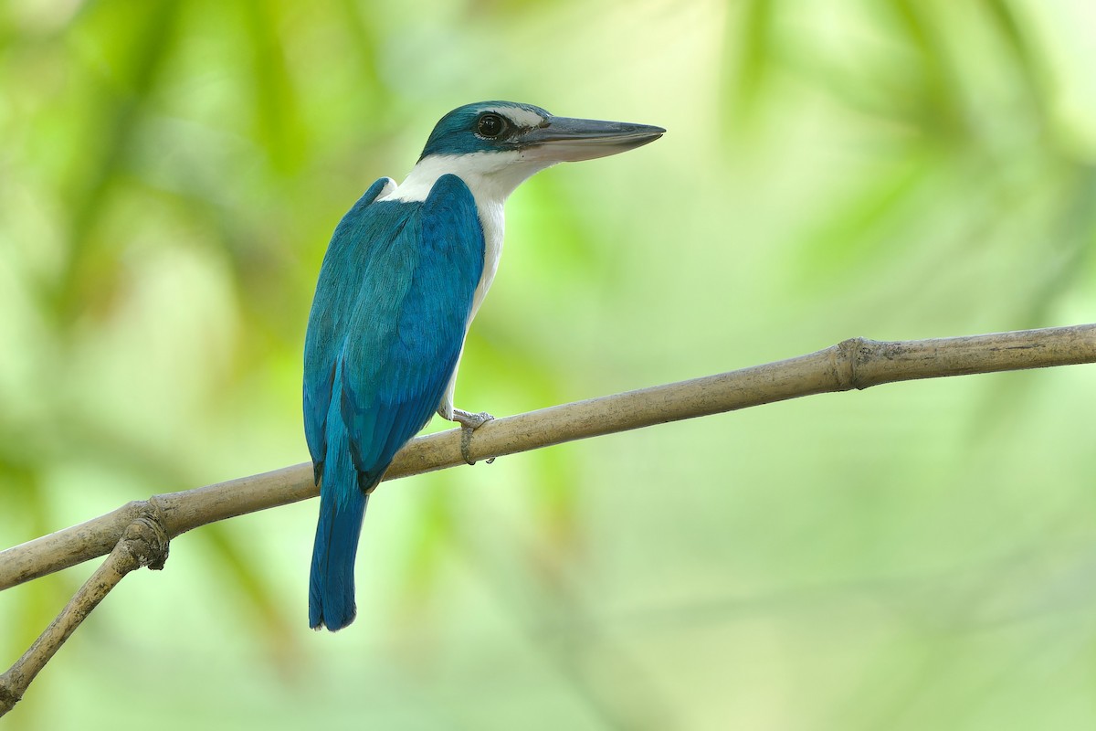 Collared Kingfisher (Oriental) - ML617415315