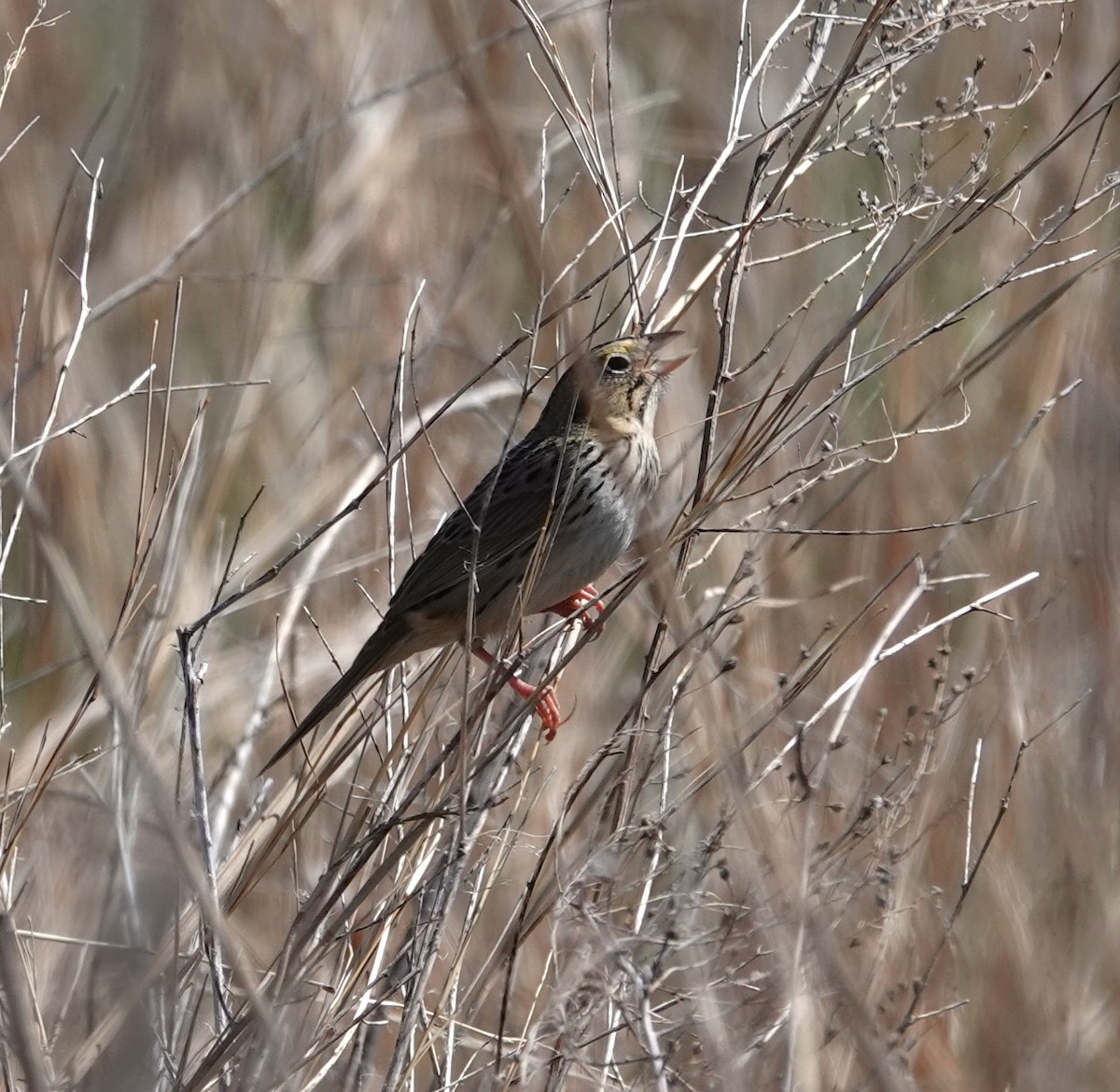 Henslow's Sparrow - Mark Robbins