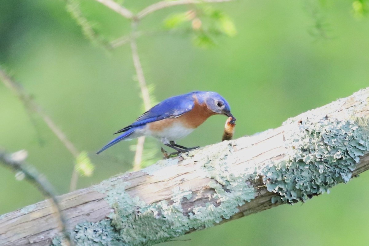 Eastern Bluebird - Clyde Blum