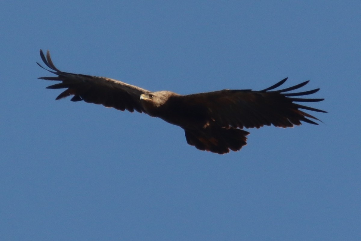 Lesser Spotted Eagle - Tomi Frank