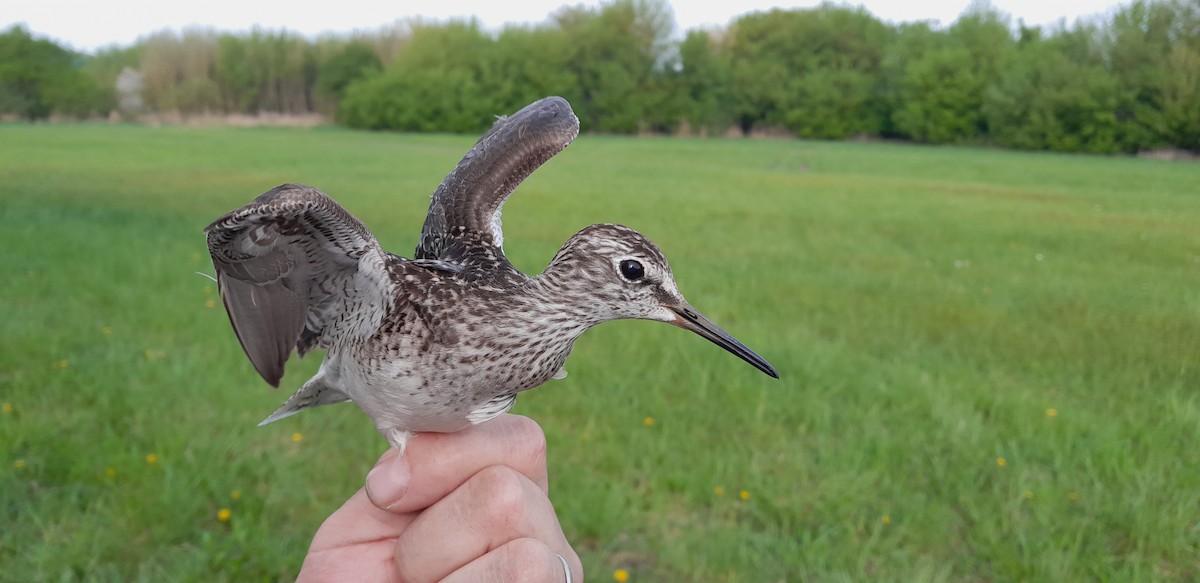 Wood Sandpiper - Matouš Vlček