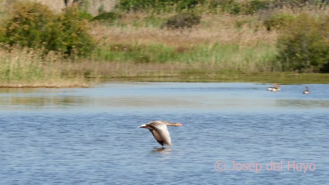 Graylag Goose - ML617415342