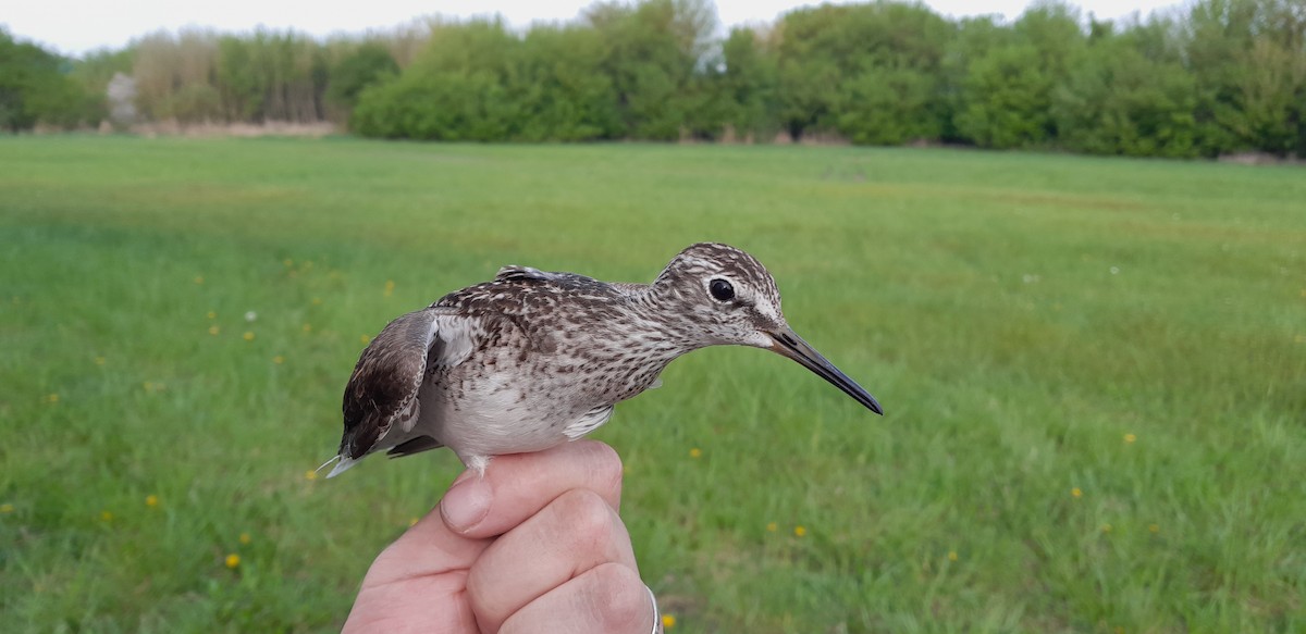 Wood Sandpiper - Matouš Vlček