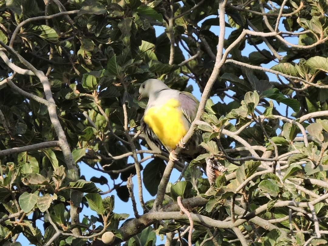 Bruce's Green-Pigeon - ML617415388