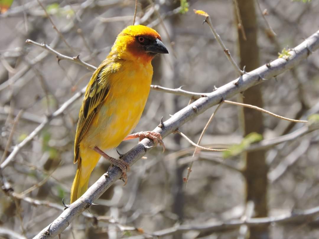 Rüppell's Weaver - ML617415404