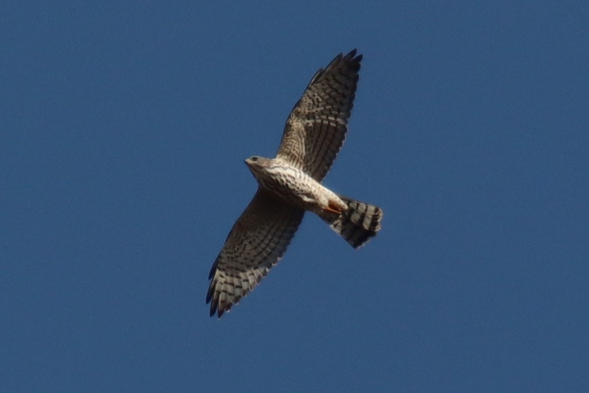 Levant Sparrowhawk - Tomi Frank