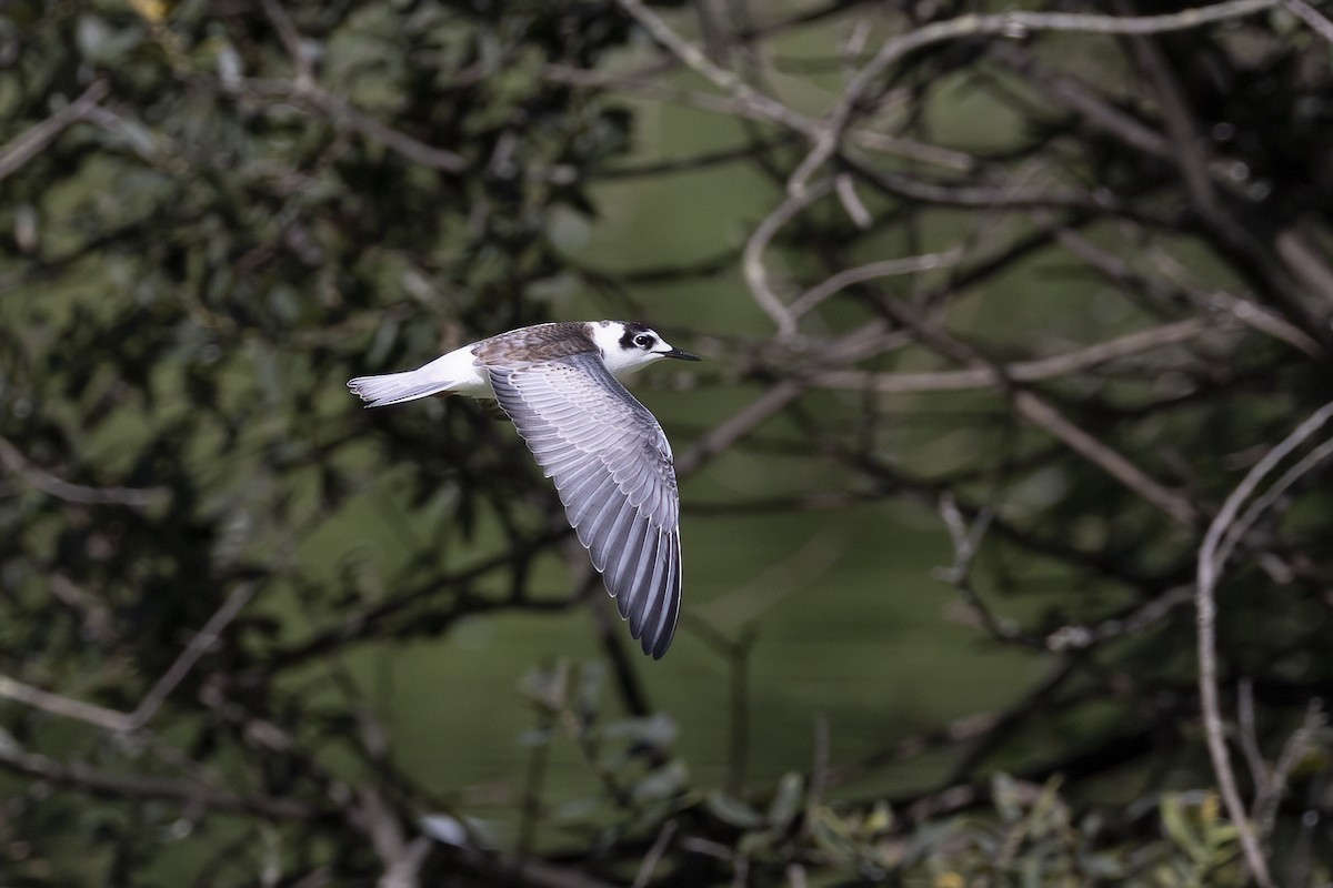 White-winged Tern - ML617415420