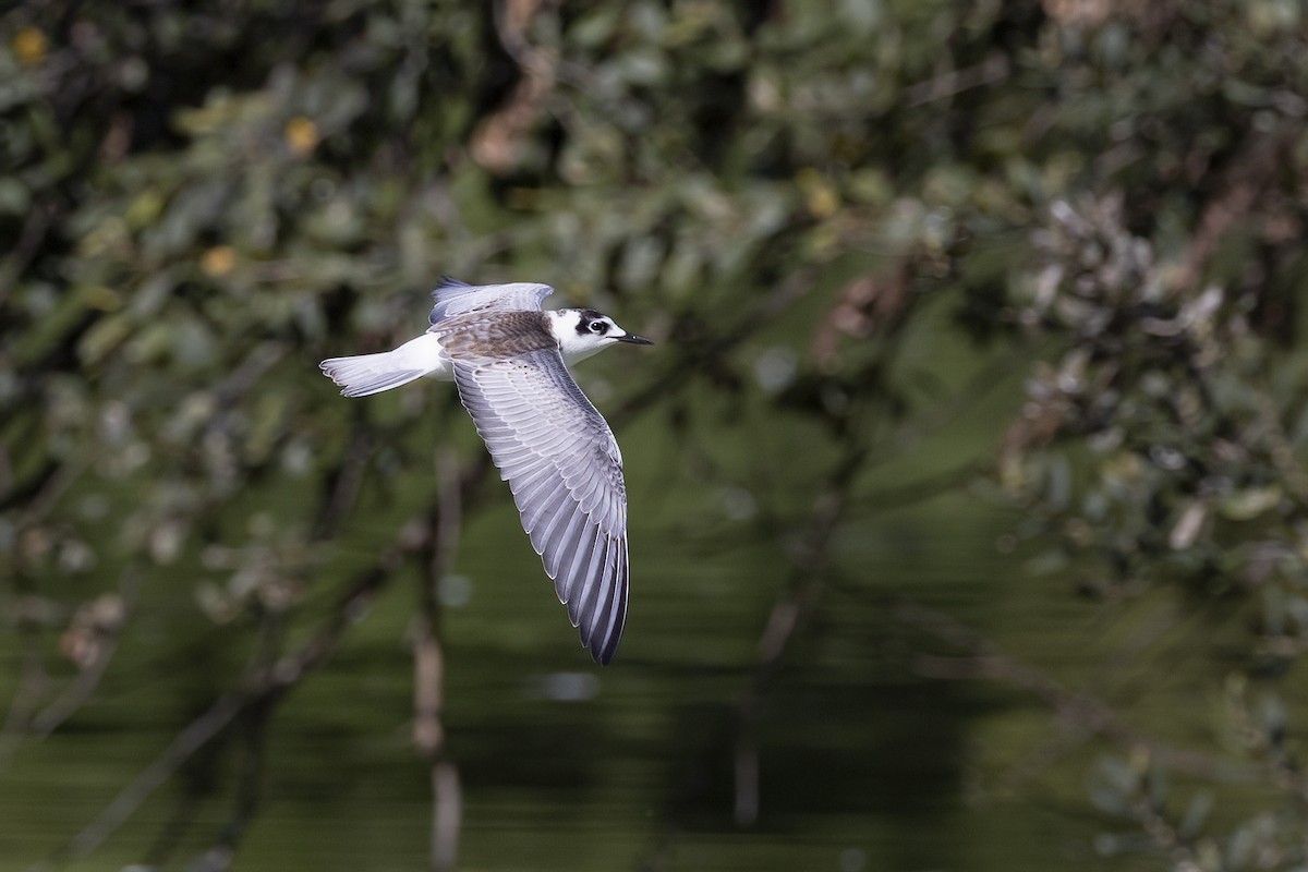 White-winged Tern - ML617415430