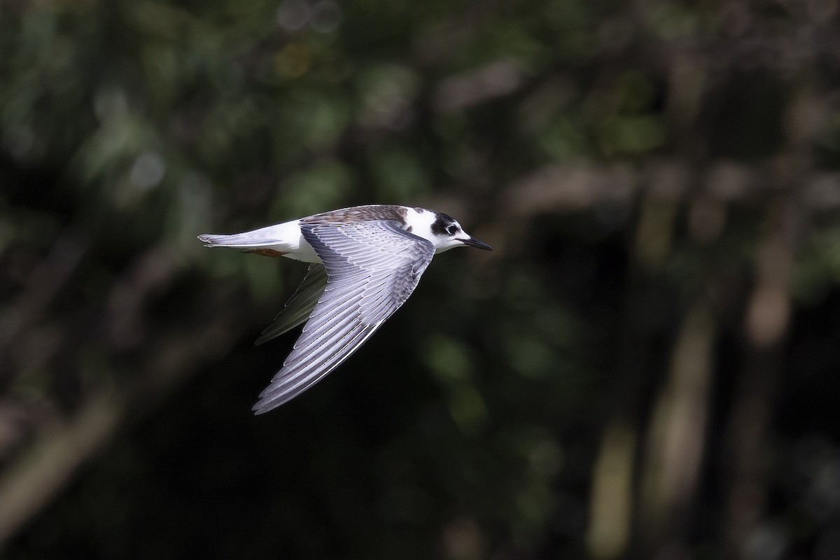 White-winged Tern - Delfin Gonzalez