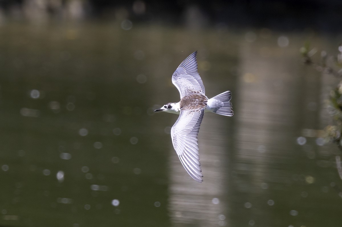 White-winged Tern - Delfin Gonzalez