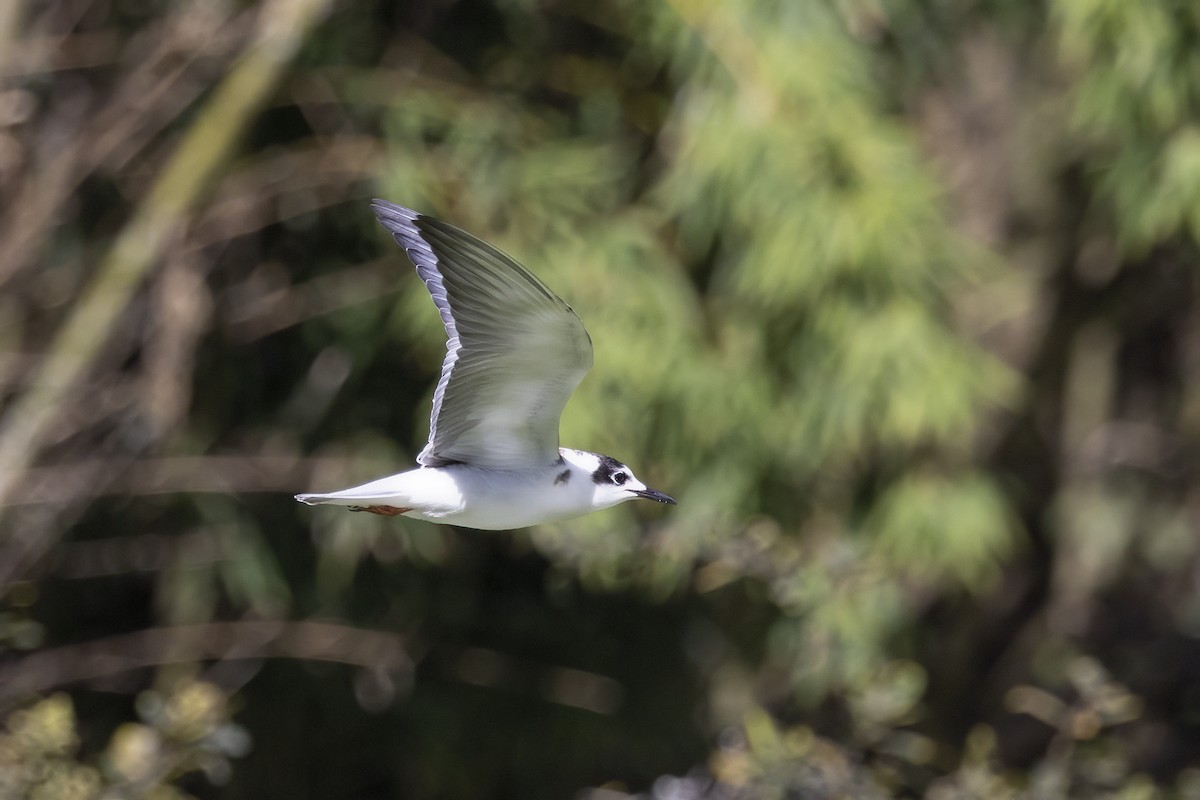 White-winged Tern - Delfin Gonzalez