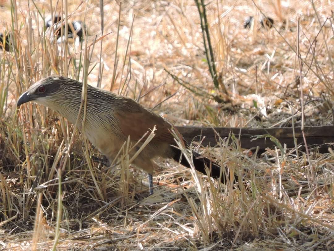 White-browed Coucal - Alex Trollope