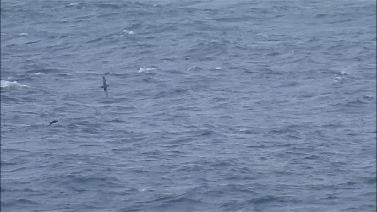 Sooty Shearwater - ML617415474