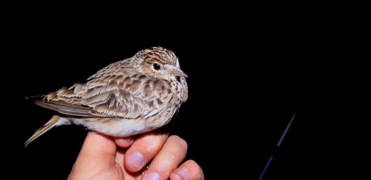 Eurasian Skylark - Matouš Vlček