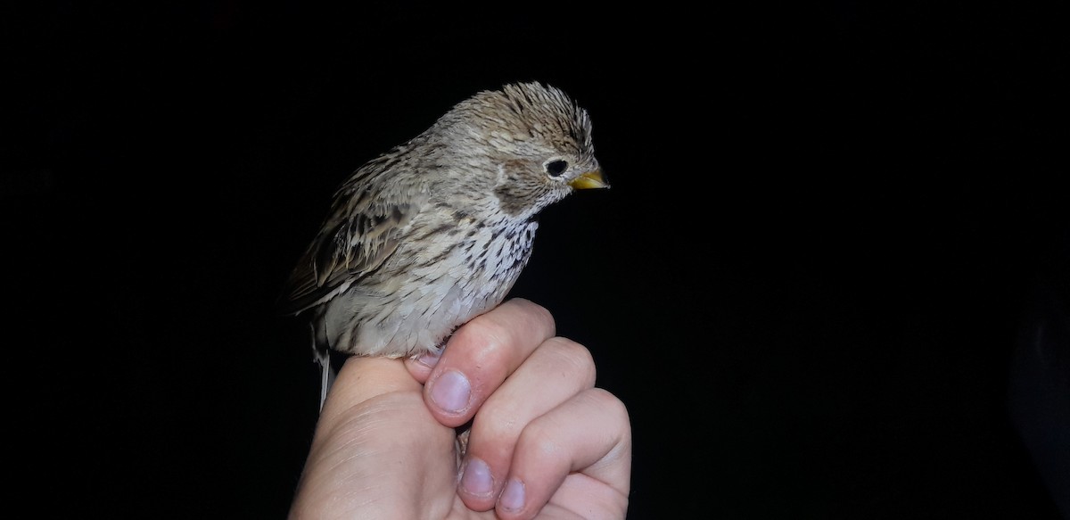 Corn Bunting - Matouš Vlček