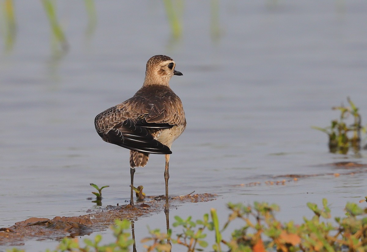 Black-bellied Plover - ML617415504