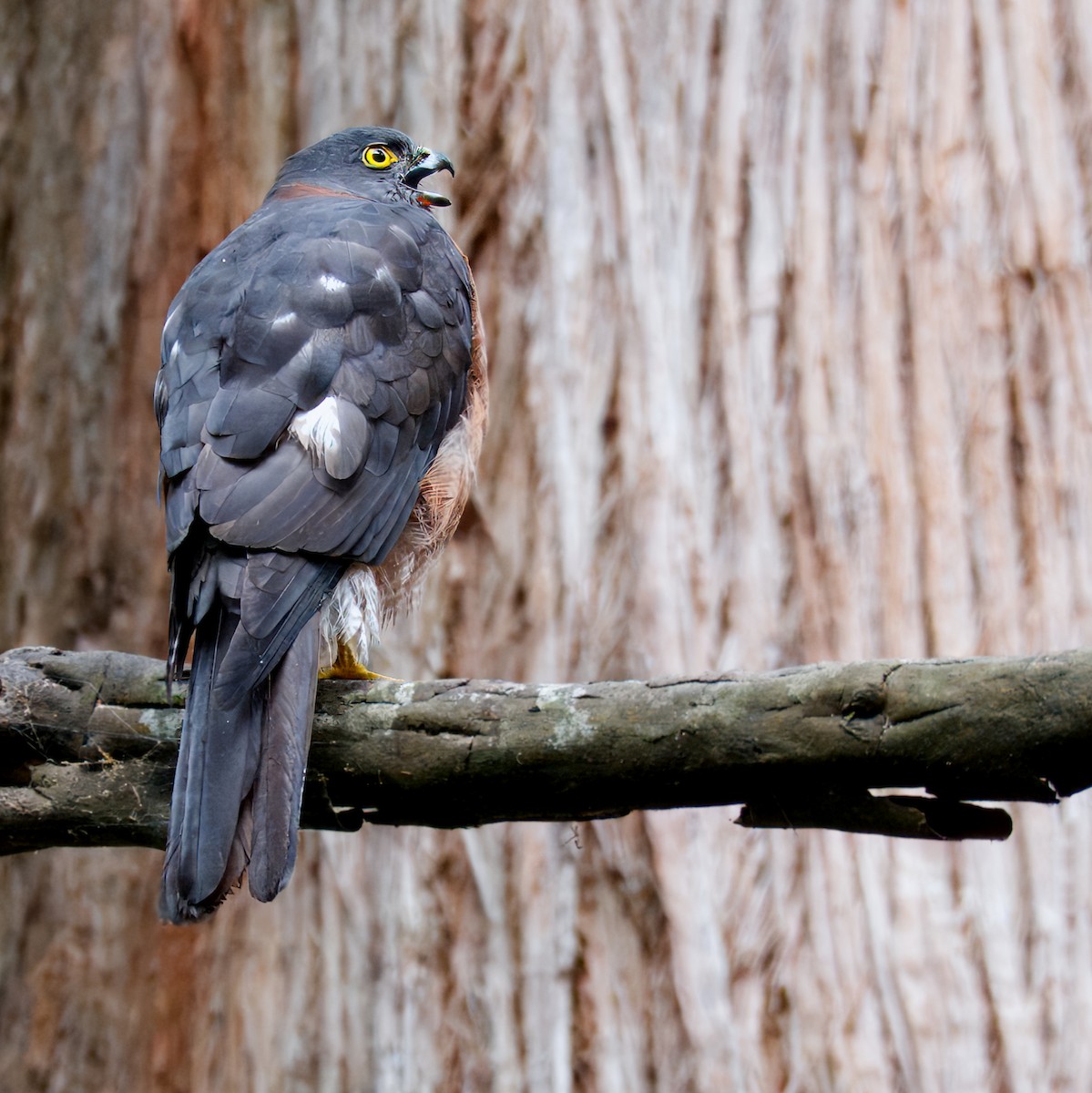 Collared Sparrowhawk - ML617415506