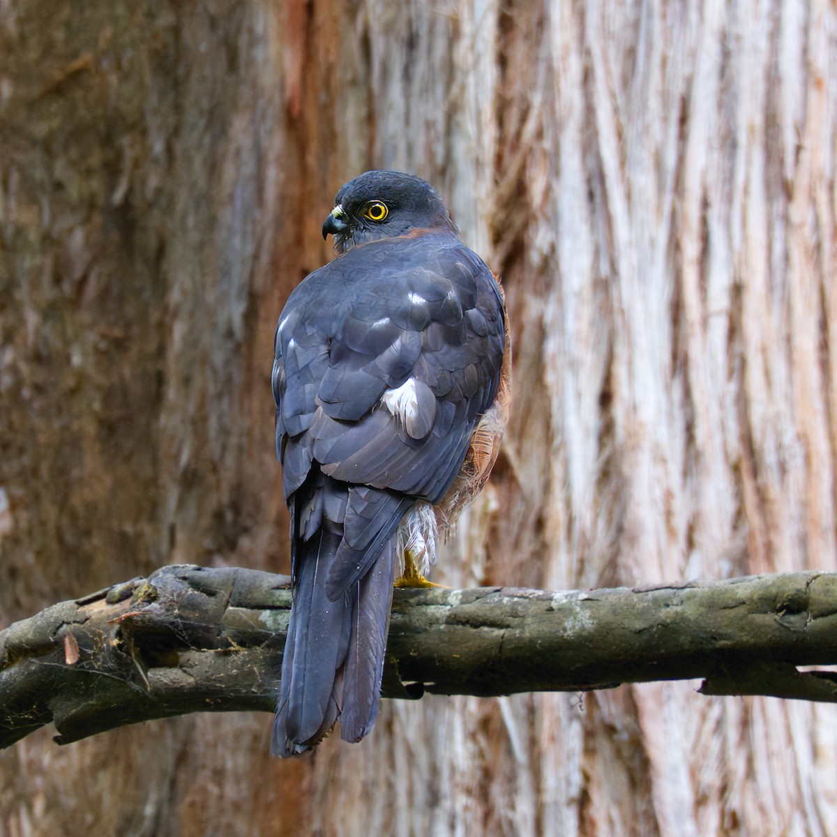 Collared Sparrowhawk - ML617415520