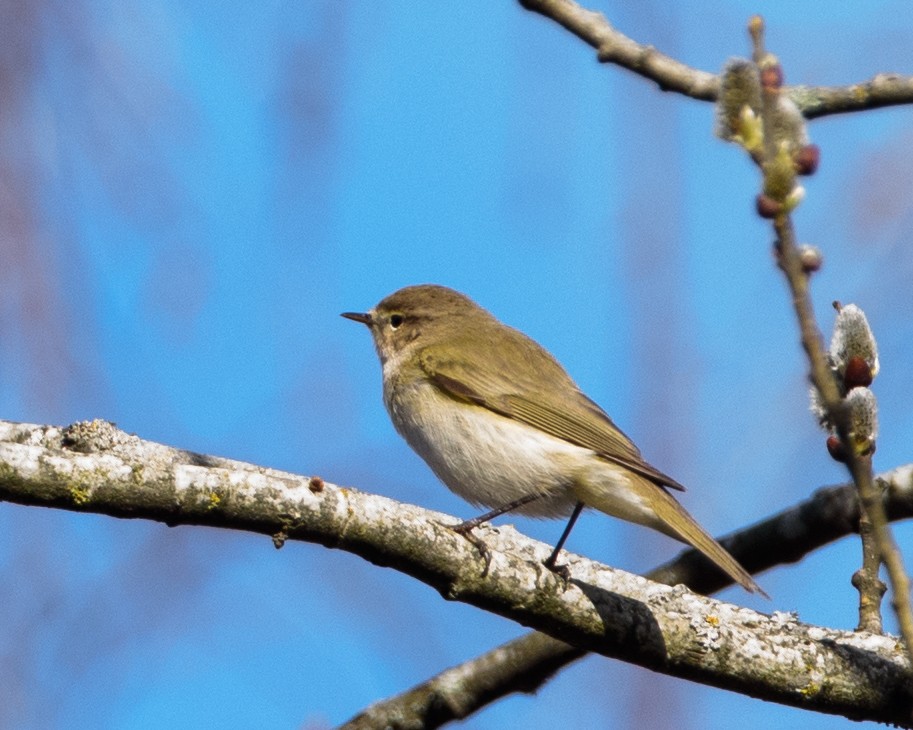 Common Chiffchaff - ML617415538