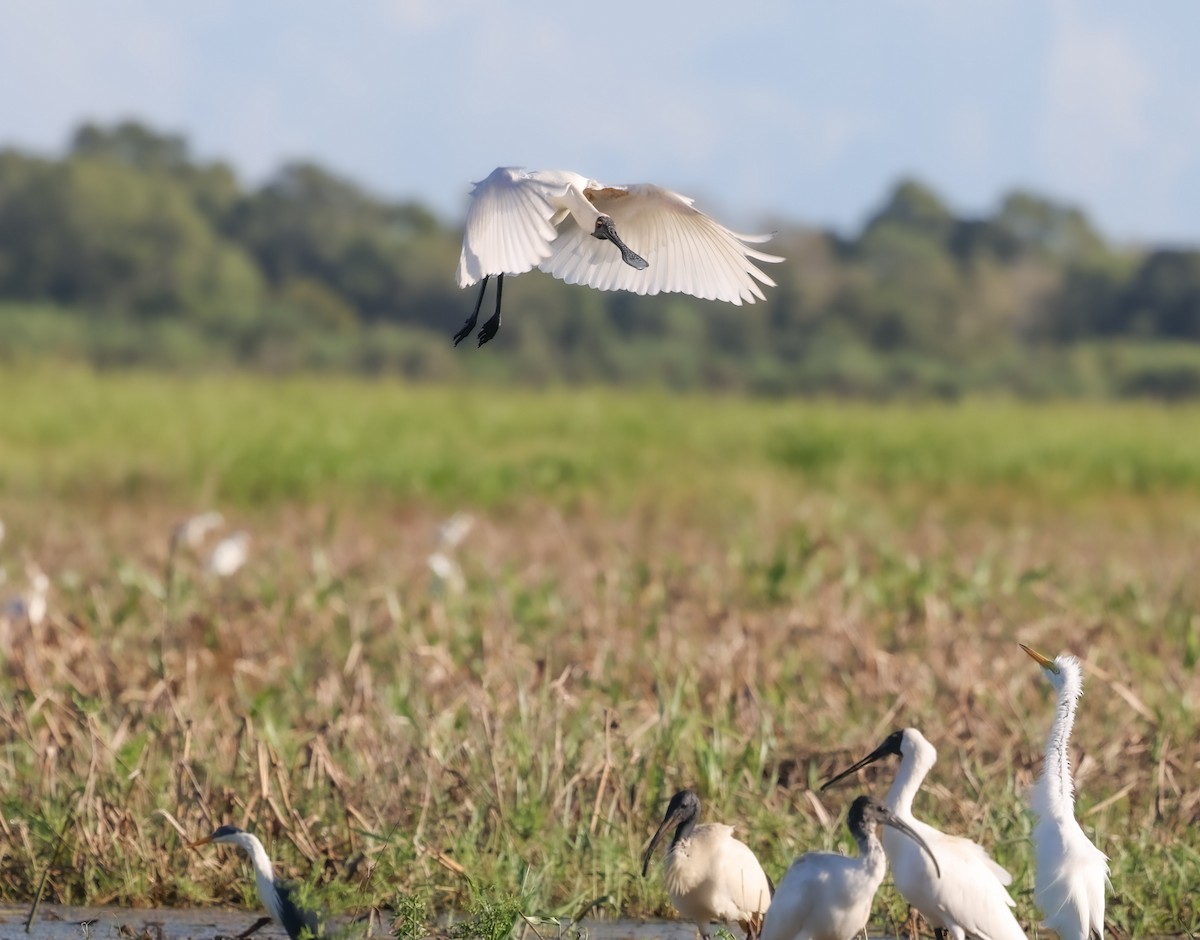 Royal Spoonbill - ML617415542