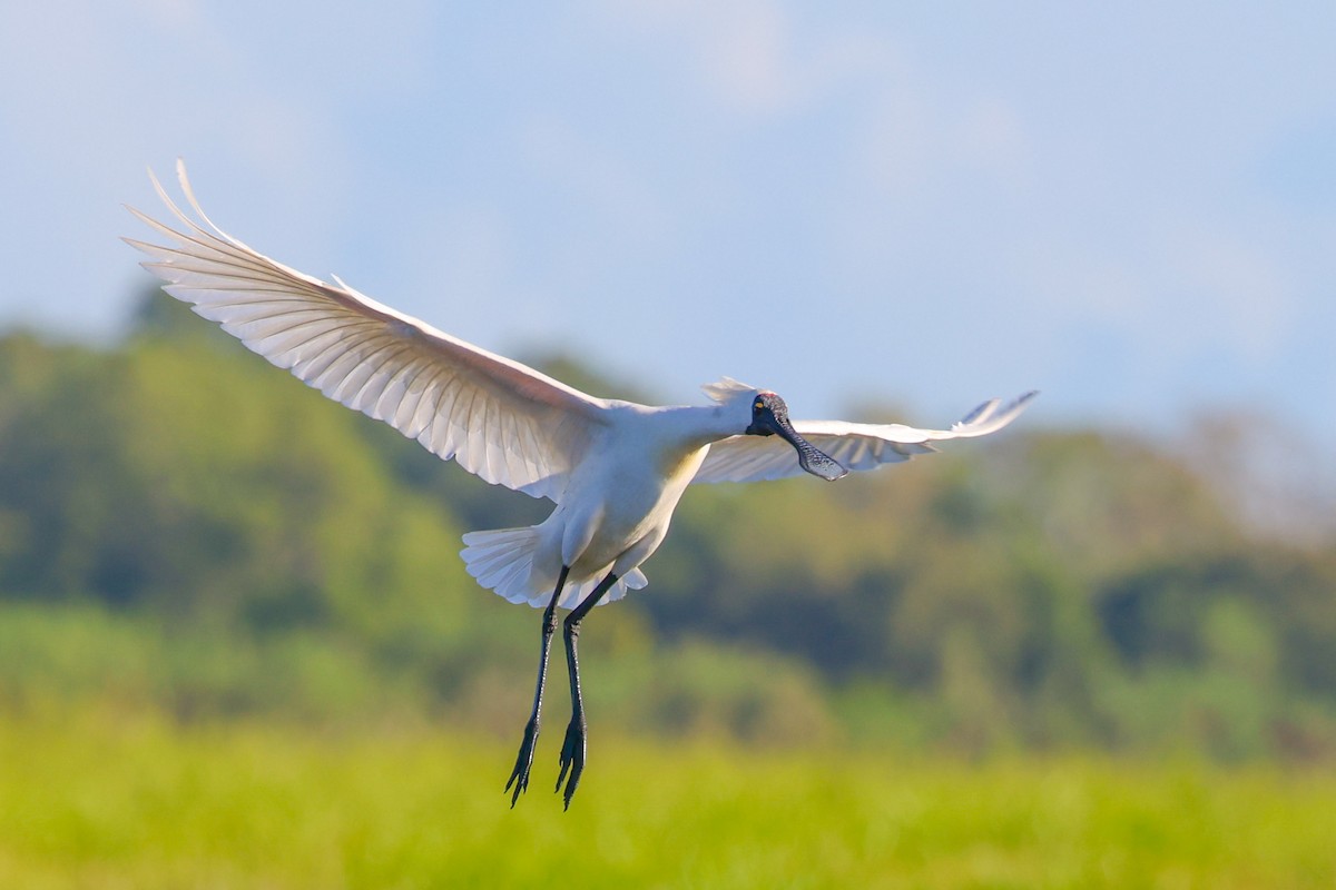 Royal Spoonbill - ML617415543