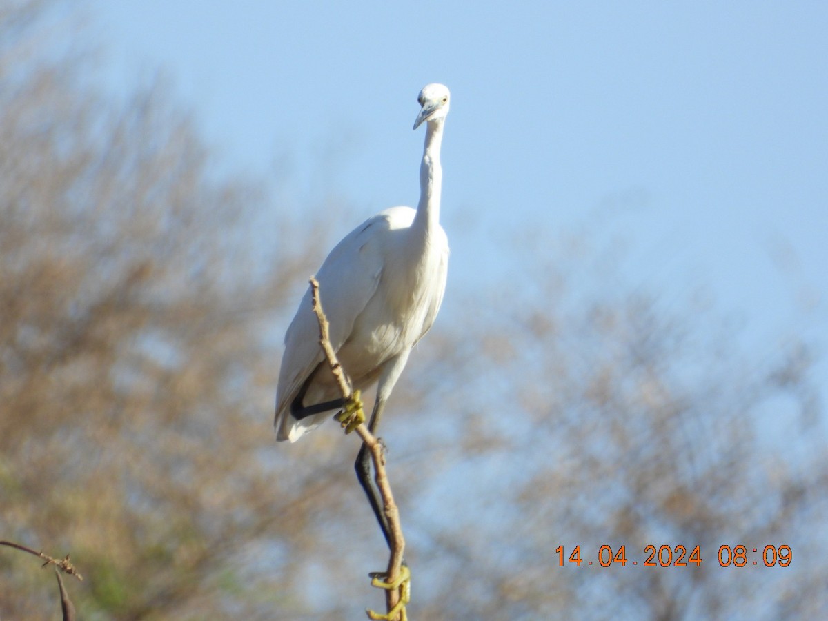 Little Egret - Prachee J