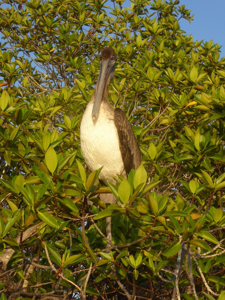 Pelícano Pardo (Galápagos) - ML617415598