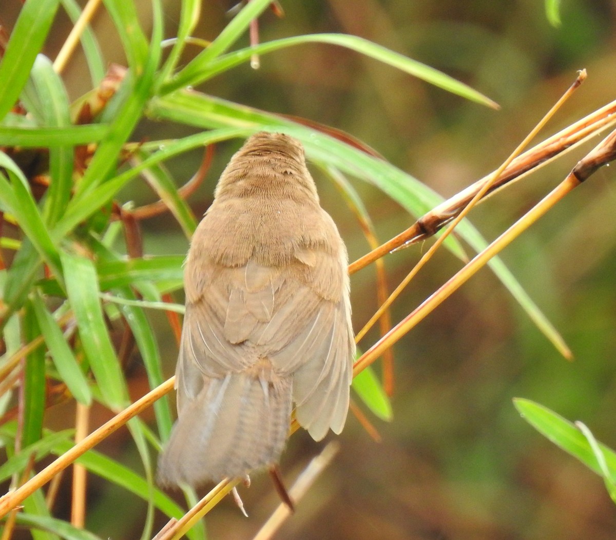 Broad-tailed Grassbird - Dr Mita Gala