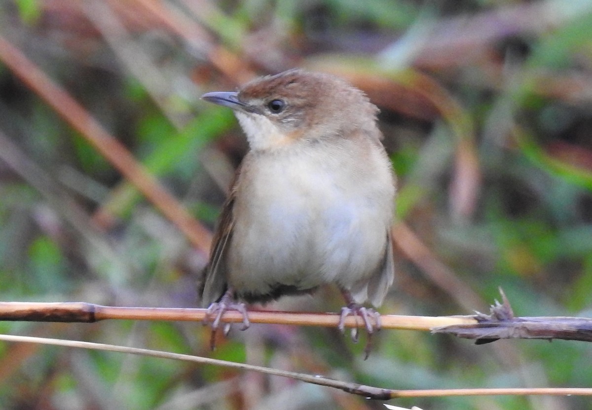 Broad-tailed Grassbird - Dr Mita Gala