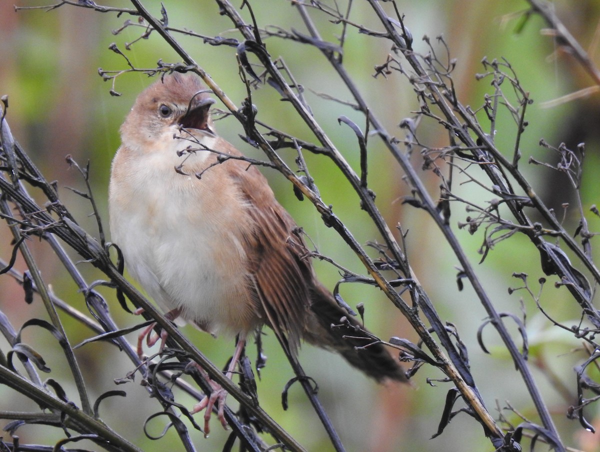 Broad-tailed Grassbird - ML617415615