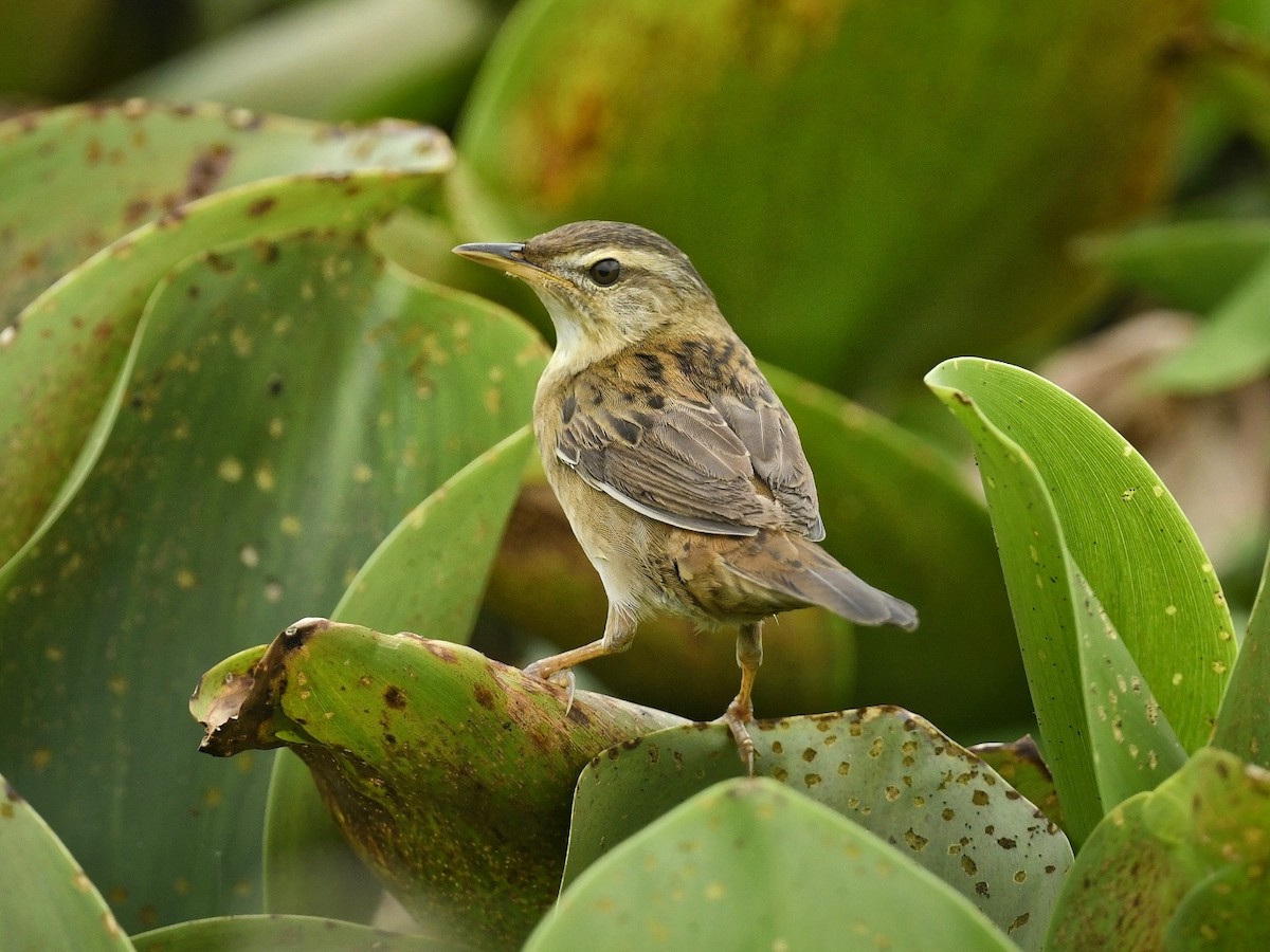 Pallas's Grasshopper Warbler - ML617415626