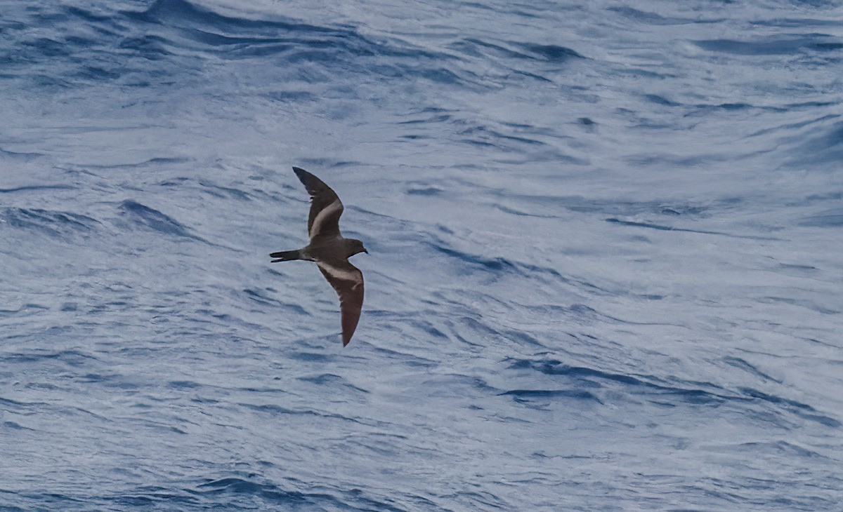 Tristram's Storm-Petrel - ML617415643