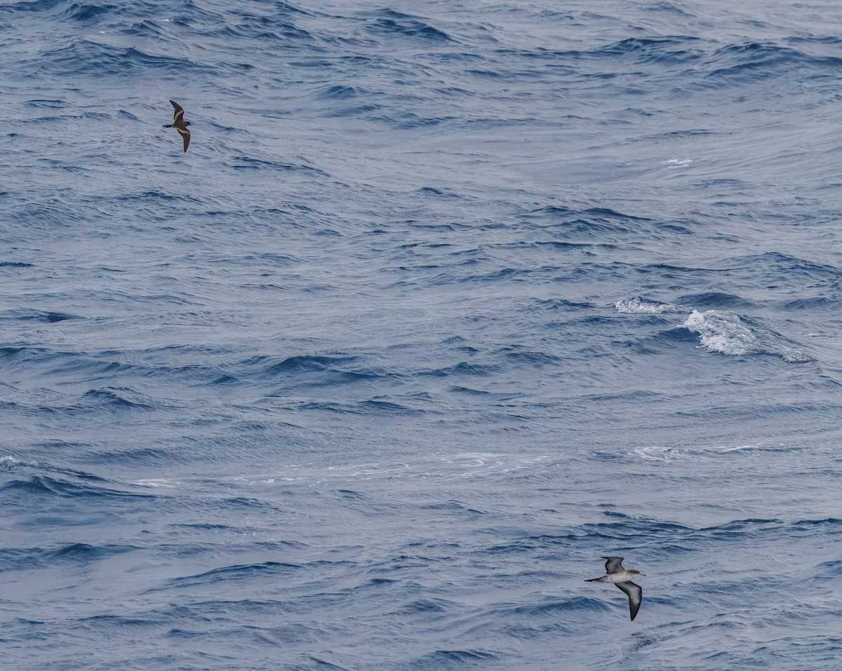 Tristram's Storm-Petrel - Mike Edgecombe