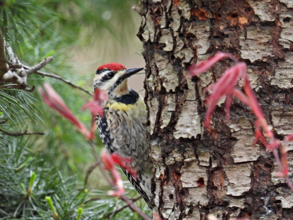 Yellow-bellied Sapsucker - ML617415646