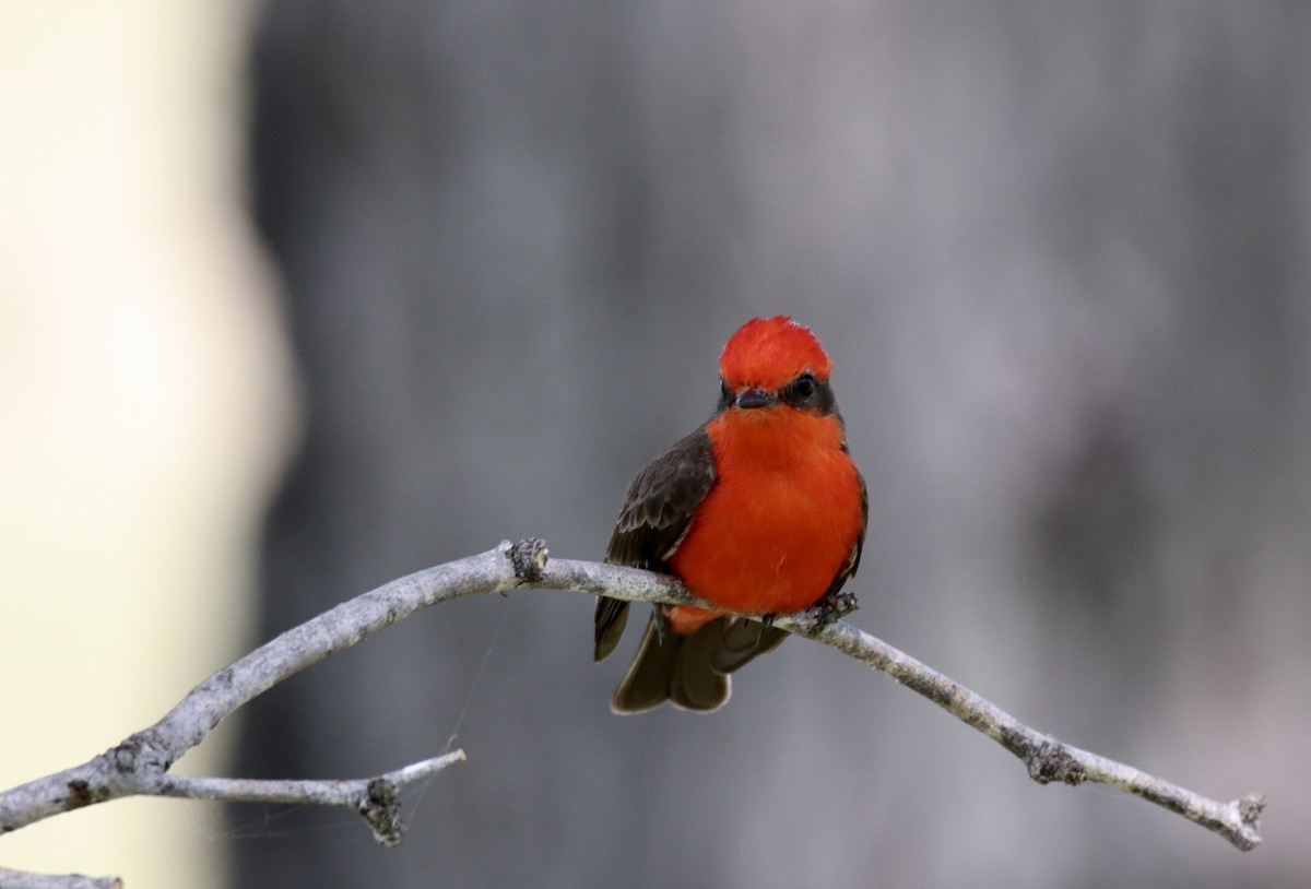 Vermilion Flycatcher - ML617415652