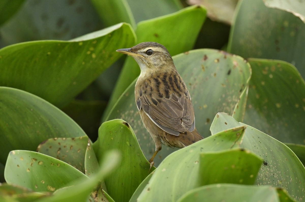 Pallas's Grasshopper Warbler - ML617415660